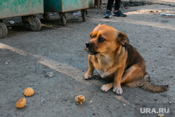 В ЛНР множество животных страдают из-за нехватки ветеринаров