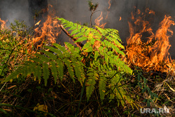 На ликвидацию лесных пожаров в ЯНАО бросили вертолеты и тракторы