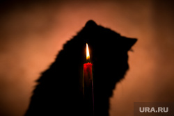 Изнасилованная в Перми кошка умерла, за сведения обещают награду