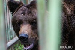 Под Златоустом медведь уничтожил жилища лесных обитателей. Фото