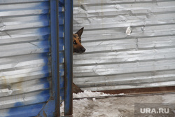 В Курганской области пес вернулся к хозяевам с пулевым ранением