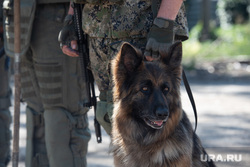 Боец «БАРСА» привез в зону СВО свою собаку, чтобы научить ее искать мины. Фото