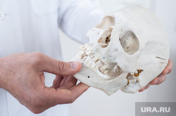 Московские таможенники обнаружили череп в посылке, отправленной в США. Фото