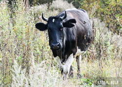 В Кольцово привезли 1200 доз спермы американских быков