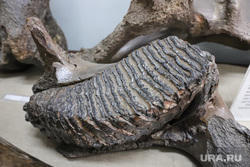 На Урале обнаружили останки рептилий возрастом 45 млн лет. Фото