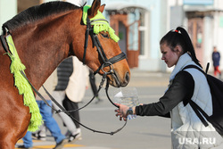 В Госдуме предложили запретить использовать лошадей в городах