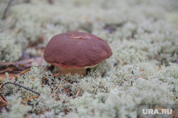 Пермяк похвастался грибами, которые собрал на родине губернатора Махонина. Фото