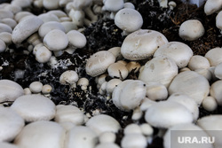 У челябинцев в огородах начали расти съедобные грибы. Фото