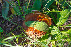Житель челябинского поселка нашел гигантский гриб. Фото