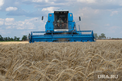 В Тюменской области урожайность зерна снизится до 30%
