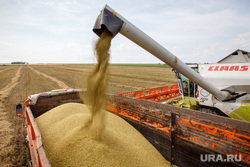 Папа Франциск призвал «братьев из России» возобновить зерновую сделку