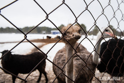 В свердловском городе распродают страусиную ферму