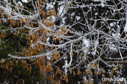 Синоптики рассказали, когда в Прикамье выпадет первый снег