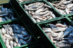 В ЯНАО поставки рыбы в соцучреждения выросли почти втрое