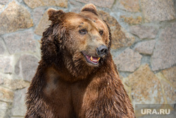 В челябинском зоопарке медведи ушли в зимнюю спячку, не дождавшись снега. Видео
