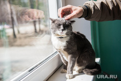 Bild: Украина «мобилизует» котов на фронт