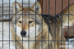 Главный охотовед Курганской области Михайлов считает, что в регионе мало волков