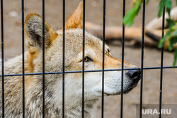 Курганские власти назвали фейком появление волков в населенных пунктах