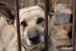 В Салехарде отловили сотни бездомных собак