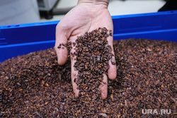 Reuters предрекло шоколадный кризис из-за остановки заводов в Африке