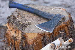 В Тюменской области лесничий заснял незаконную рубку деревьев с квадрокоптера