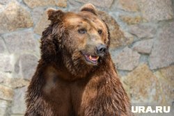 У больницы в городе ХМАО заметили медведя. Видео
