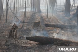 За два дня в Тюменской области сгорело 33 гектара леса