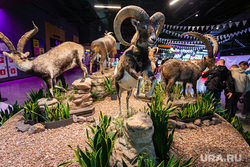 В Екатеринбурге охотники создадут крупнейший музей природы с 1000 чучел