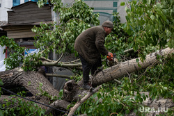 В Перми коммунальные службы убирают поваленные ураганом деревья
