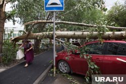 В Перми упавшим деревом повреждено несколько автомобилей. Фото