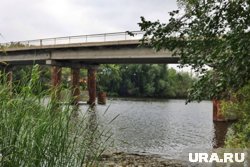 В Пермском крае под мостом найдено тело утопленного пса