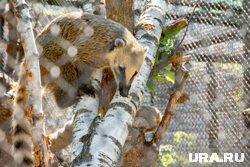 В пермском зоопарке разыгралась драма из-за потомства двух носух. Видео