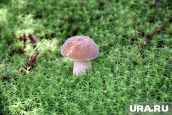 Под Златоустом выросли большие белые грибы. Фото