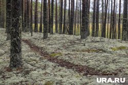 Пермяк нашел гриб, который способен уничтожить урожай. Фото