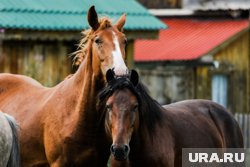 Челябинских лошадей промаркируют