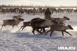 Власти ЯНАО назвали получателей многомиллионных субсидий на поддержку оленеводства