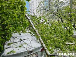 Машины завалило деревьями после разрушительного снегопада в Москве. Фоторепортаж