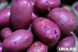 Челябинские фермеры не стали поднимать цены на семенной картофель