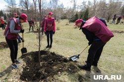 Власти Тюмени рассказали, сколько деревьев высадят в городе в 2025 году