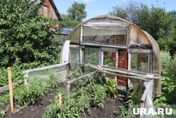 Когда курганцам высаживать помидоры в грунт, если впереди заморозки