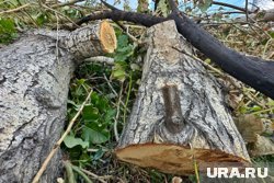 В Кургане снесли деревья у сквера на улице Мяготина для нового проезда. Фото
