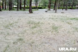 Сугробы тополиного пуха окутали курганский ЦПКиО. Видео