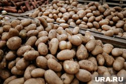 В Краснодаре назвали причину подорожания картофеля в два раза